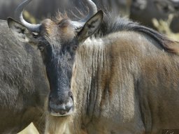 Western_Corridor_(Kirawira)2003-072